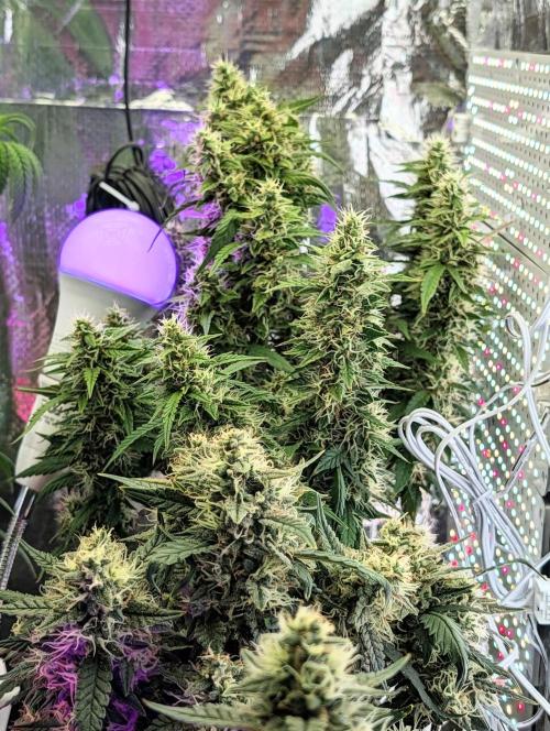 JJs Diary my 2nd Grow. Week 1
