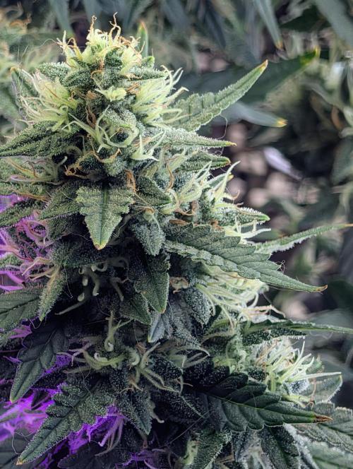 JJs Diary my 2nd Grow. Week 1
