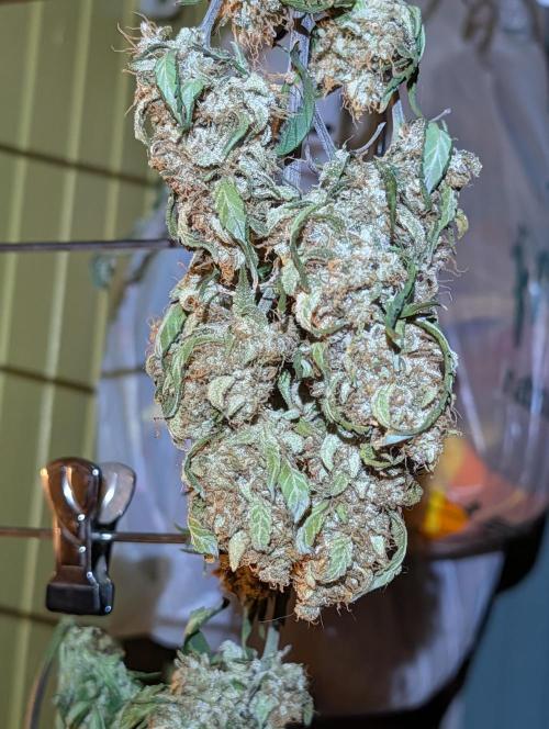 JJs Diary my 2nd Grow. Week 2