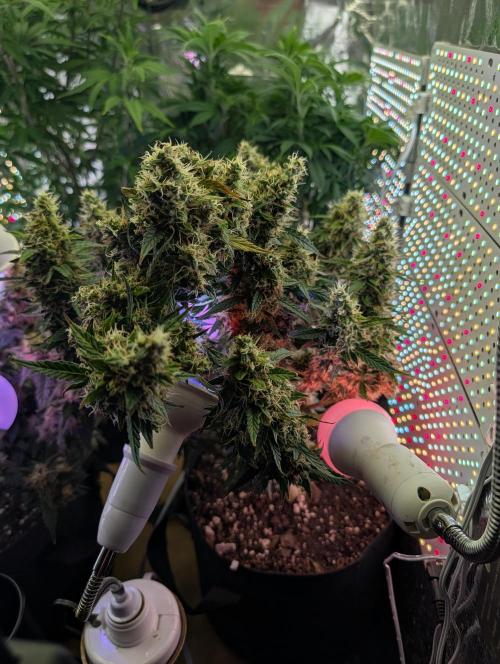 JJs Diary my 2nd Grow. Week 2
