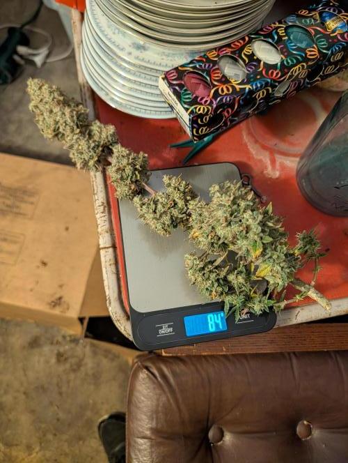 My first grow. Week 10 - 84 Grams Wet on this one
