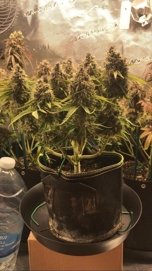 SkywalkerXtoof decay. Week 10