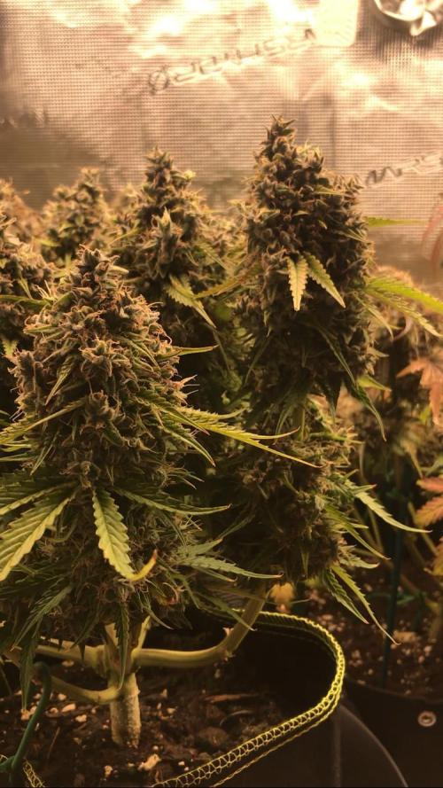 SkywalkerXtoof decay. Week 10