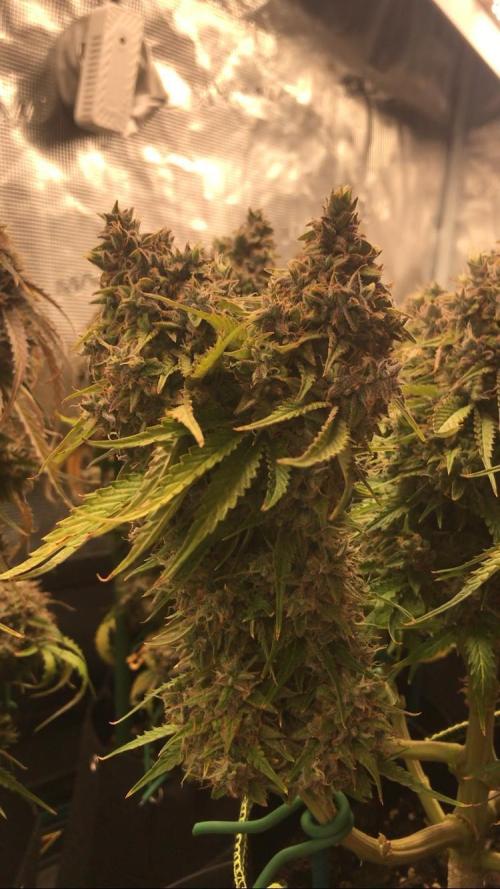 SkywalkerXtoof decay. Week 10