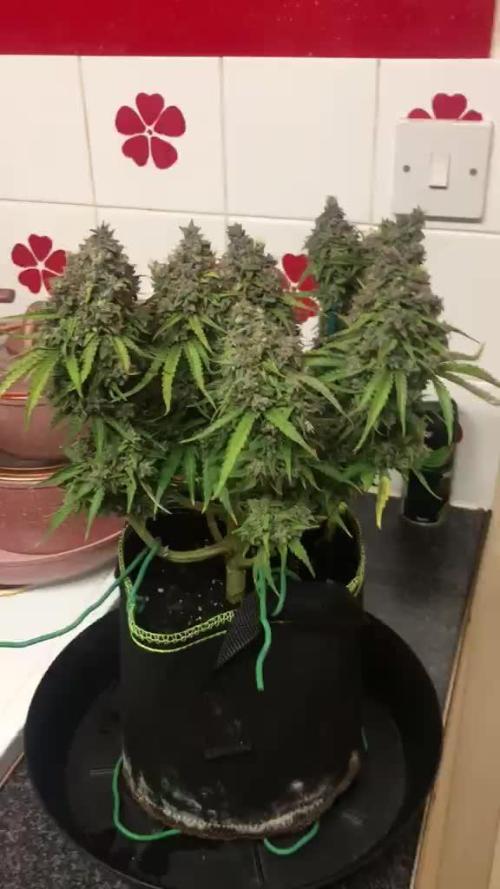 SkywalkerXtoof decay