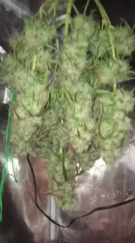 SkywalkerXtoof decay