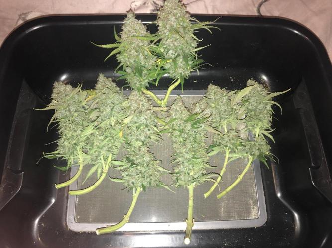 SkywalkerXtoof decay. Week 10