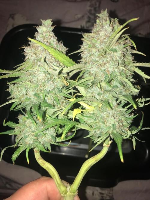 SkywalkerXtoof decay. Week 10