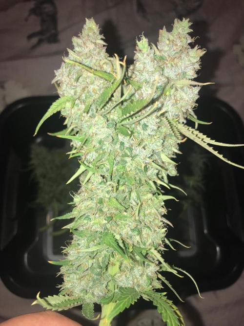 SkywalkerXtoof decay. Week 10