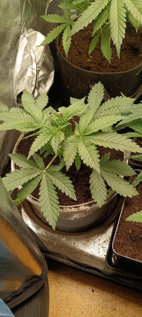 420 Lemonpaya. Week 4 - 1.4
