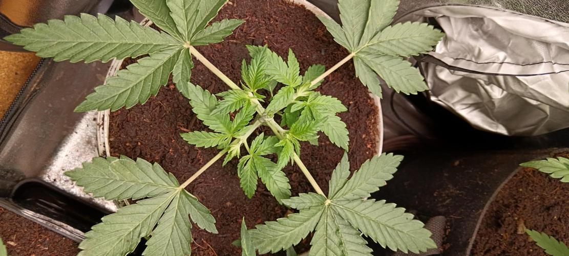420 Lemonpaya. Week 4 - 2.4