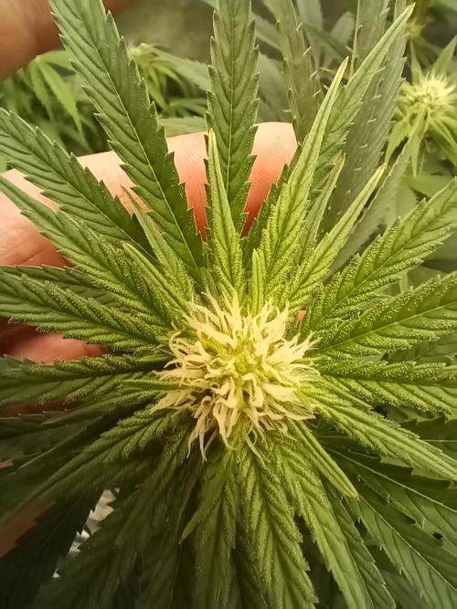 První pokus. Week 3 - 40l