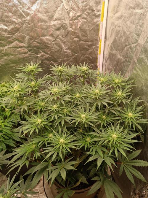První pokus. Week 3 - Chew chew
