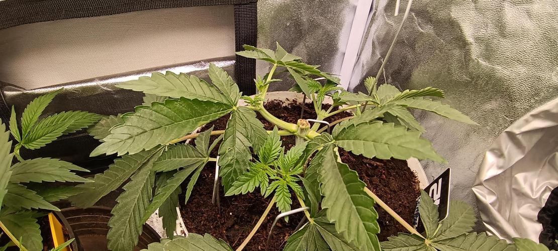 420 Lemonpaya. Week 5