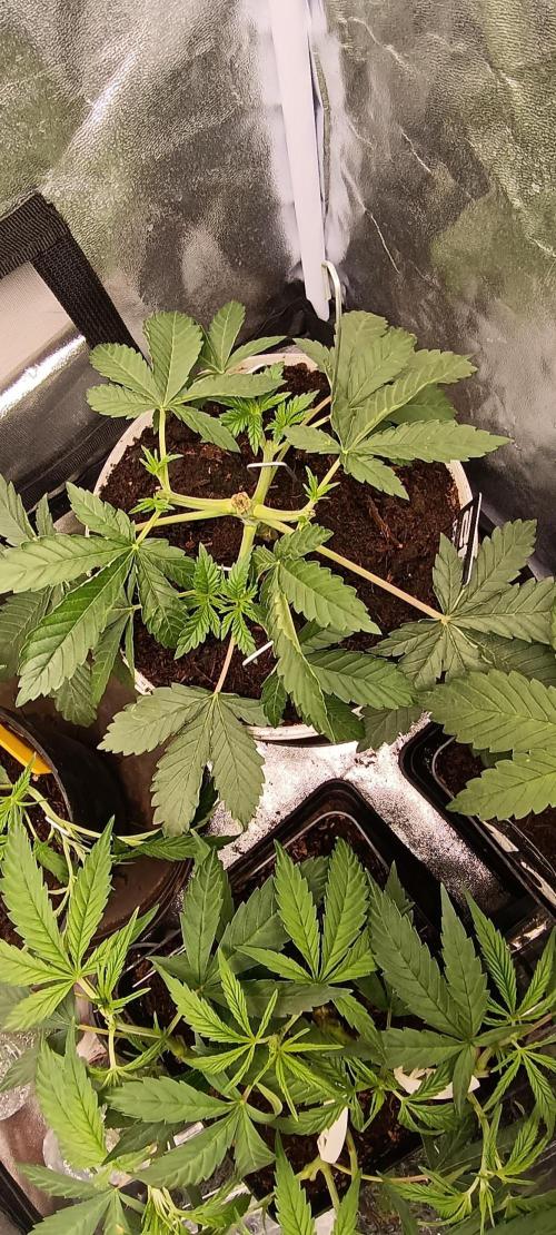 420 Lemonpaya. Week 5
