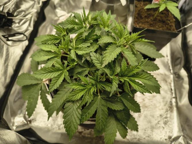 420 Lemonpaya. Week 6