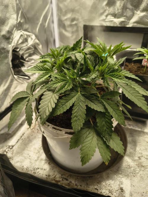 420 Lemonpaya. Week 6