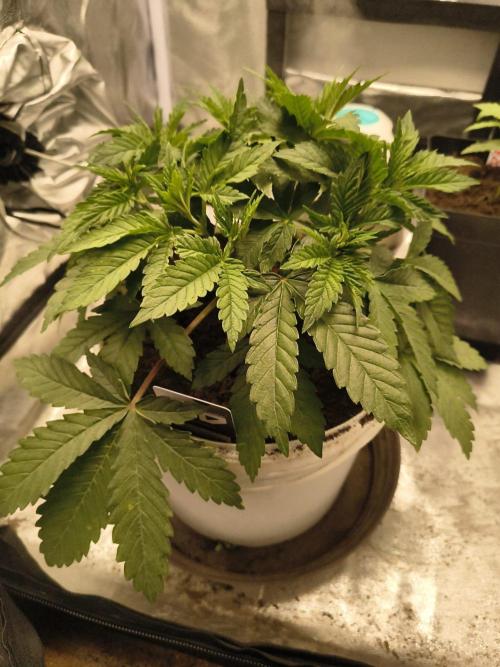 420 Lemonpaya. Week 6