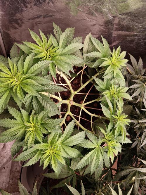 420 Lemonpaya. Week 7