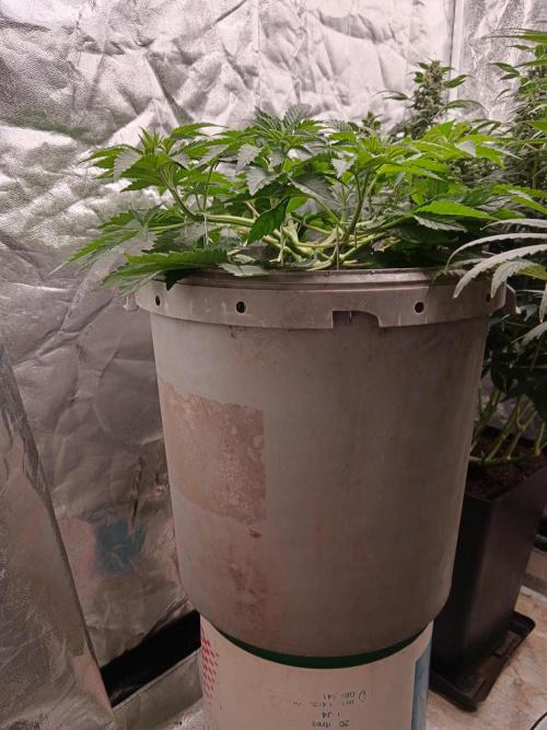 420 Lemonpaya. Week 7