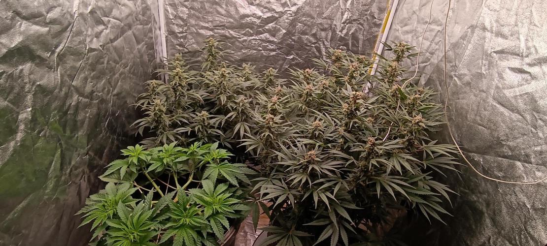420 Lemonpaya. Week 7