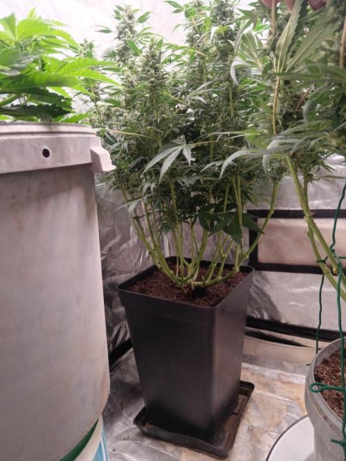 První pokus. Week 6 - 20l