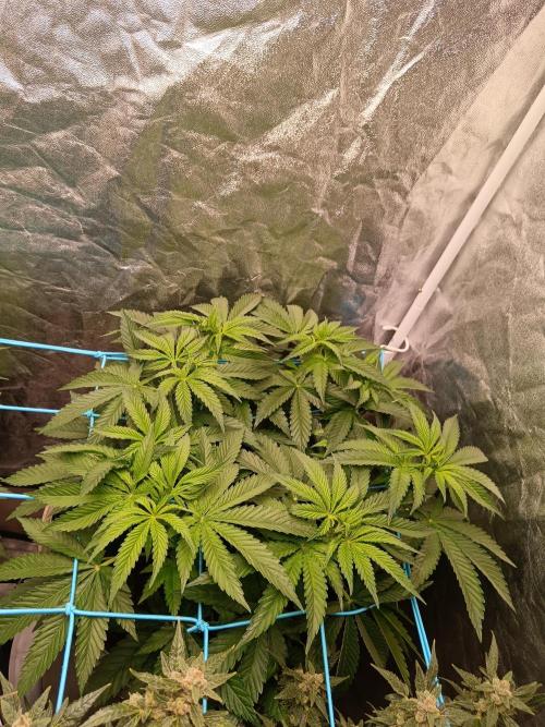 420 Lemonpaya. Week 8
