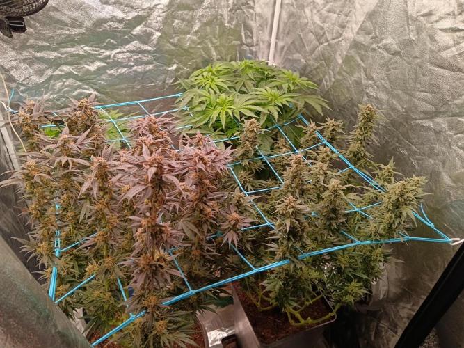 420 Lemonpaya. Week 8