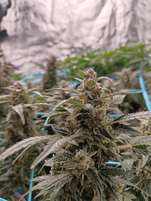 První pokus. Week 7 - 20l 