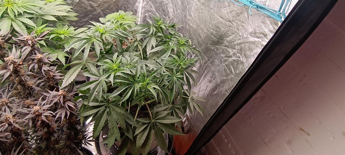 420 Lemonpaya. Week 9