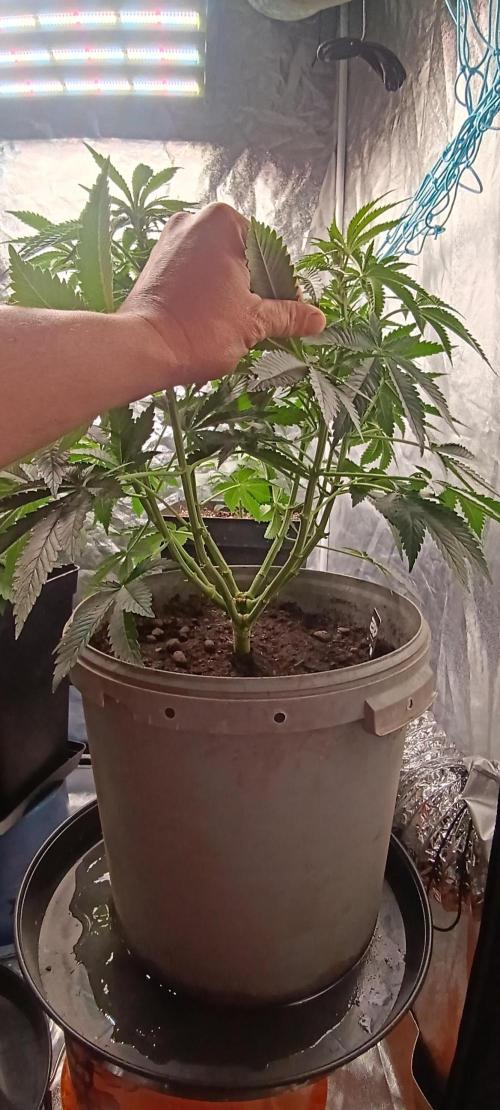 420 Lemonpaya. Week 9