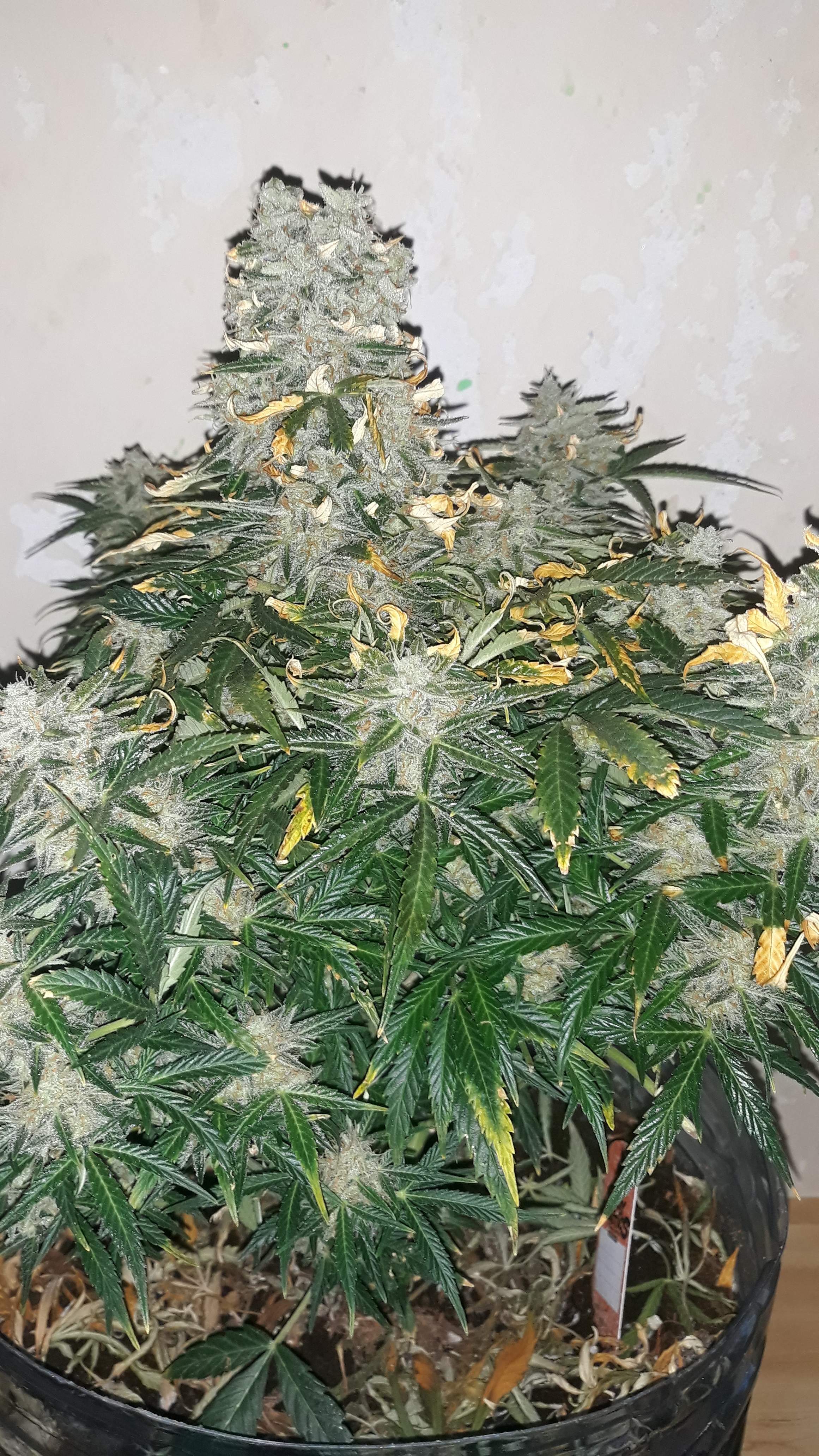 Green House Seed Co. White Widow Auto 2 grow diary (journal) week11 by