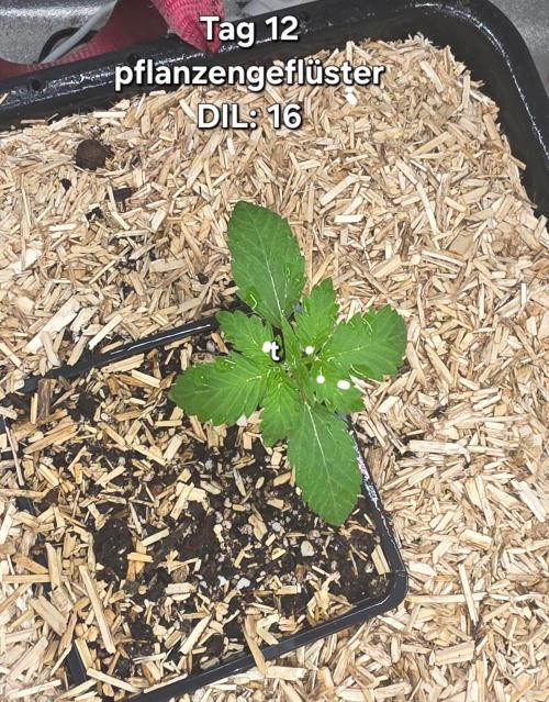 GCx9 PWR LED. Week 2