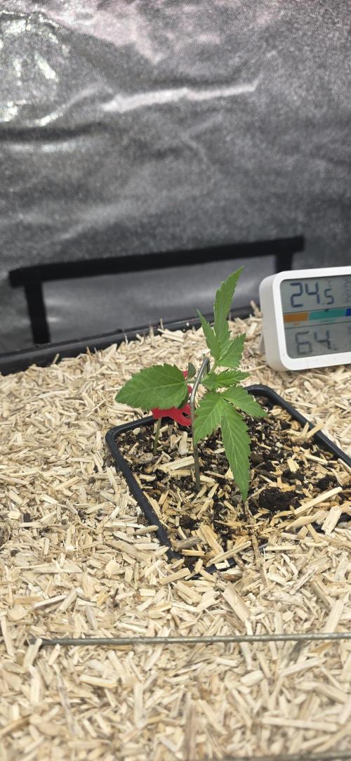 GCx9 PWR LED. Week 3