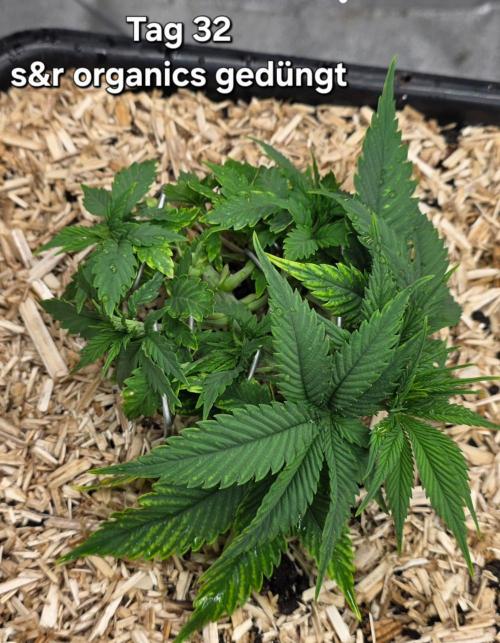 GCx9 PWR LED. Week 4