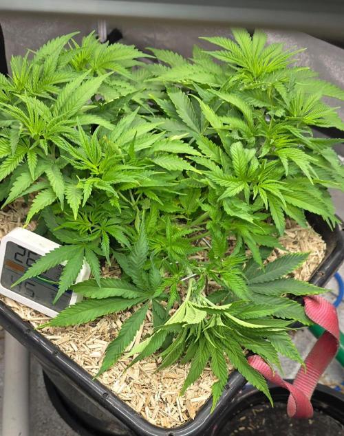 GCx9 PWR LED. Week 6
