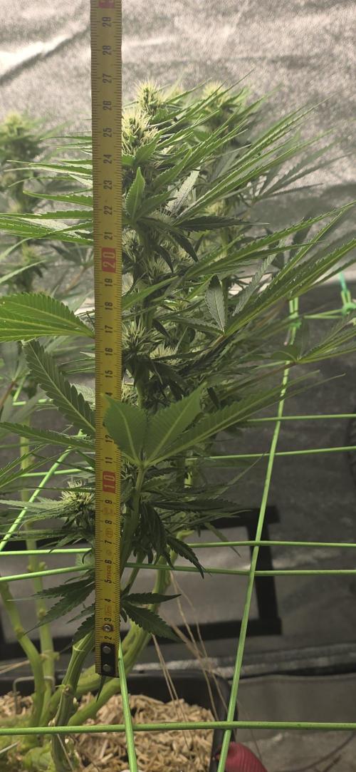 GCx9 PWR LED. Week 9