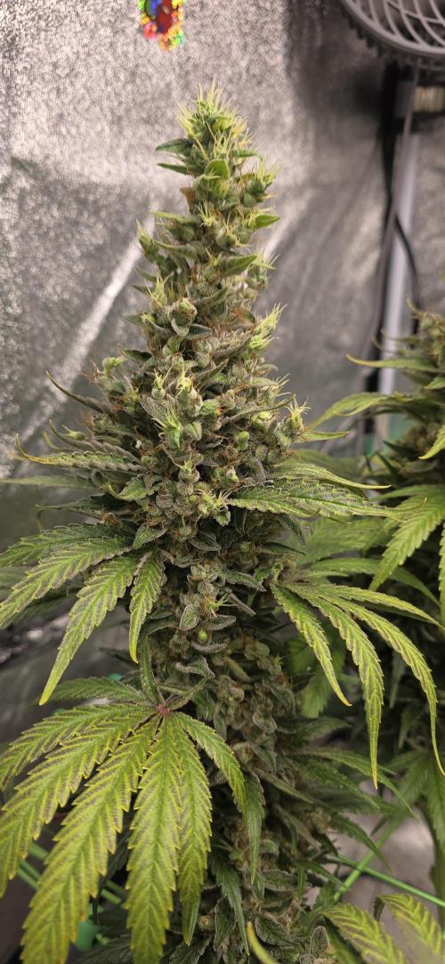GCx9 PWR LED. Week 11