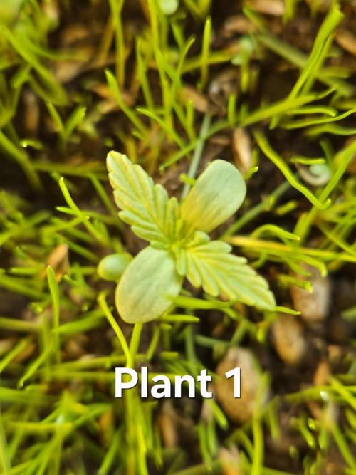 Pineapple Express F1 Auto. Week 1 - Anna Nr.1 war von Keimung und Wachstum bisher stärker als ihre Schwester.