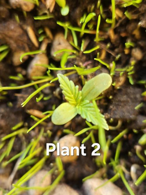 Pineapple Express F1 Auto. Week 1 - Anna Nr.2 am selben Tag geboren, aber etwas kleiner.