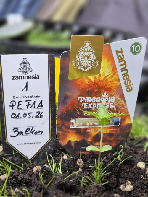 Pineapple Express F1 Auto. Week 2 - ...ich brauche endlich Sonne...