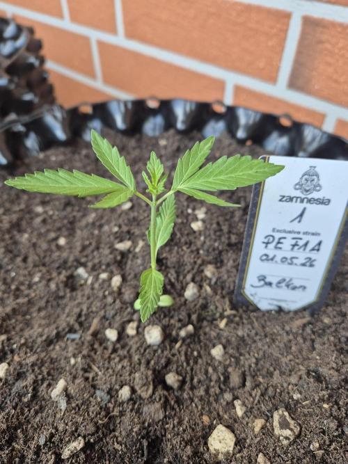 Pineapple Express F1 Auto. Week 3 - 10 cm