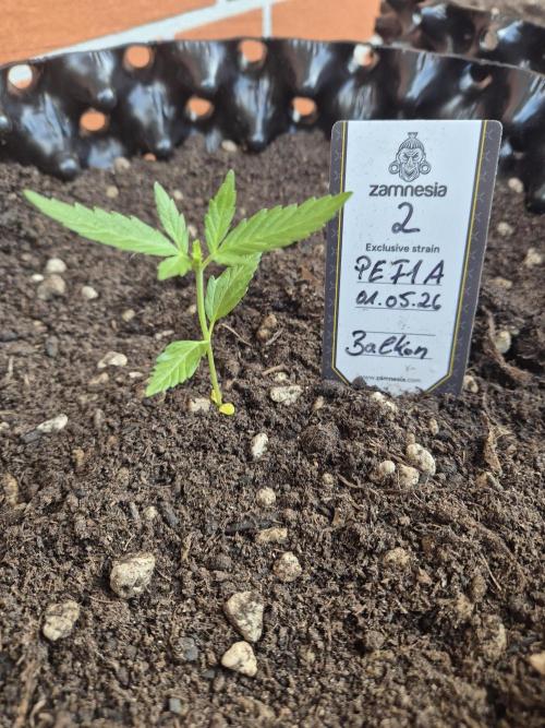 Pineapple Express F1 Automatic. Week 3