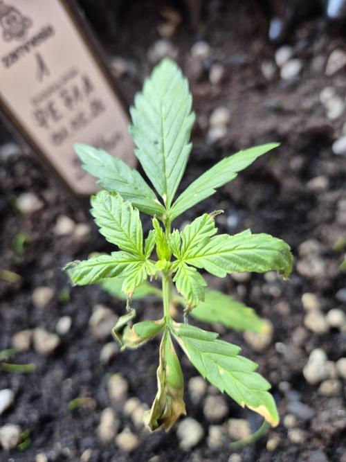 Pineapple Express F1 Auto. Week 4 - Anna 1, zuviel Sonne - leicht verbrannt 😒 Wachstum 2 cm, Größe 12 cm