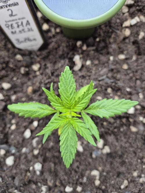 Pineapple Express F1 Auto. Week 4 - Anna 2, alles gut - stand nur 30 cm neben Anna 1, Wachstum 8 cm, Größe 16 cm 😍