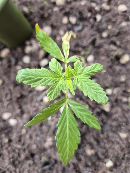 Pineapple Express F1 Auto. Week 5 - Anna 1 Blätter unverändert, aber 3 cm gewachsen😍
