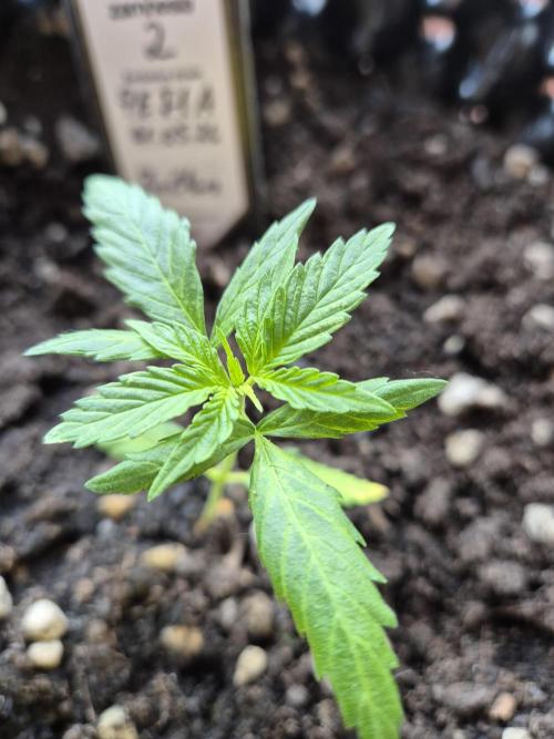 Pineapple Express F1 Auto. Week 5 - Anna 2 leicht unverändert, aber 6 cm gewachsen😍