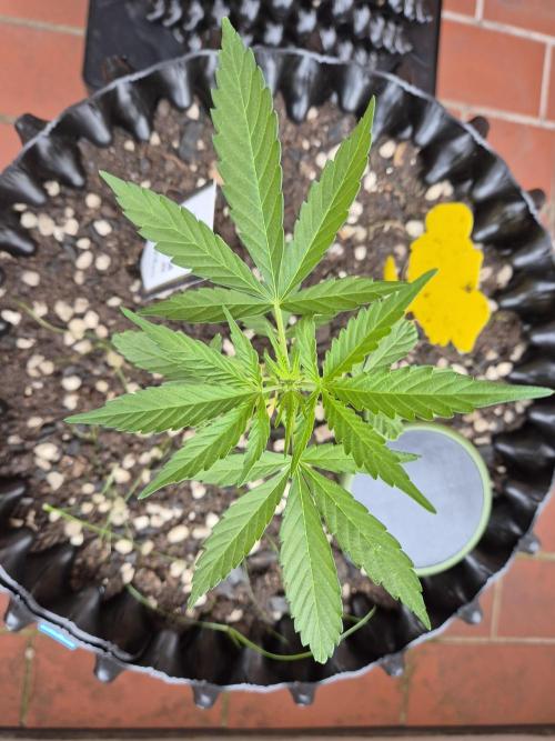 Pineapple Express F1 Auto. Week 6 - Anna 1 hat meine Unterstützung angenommen und gekämpft, einfach nur schön😊