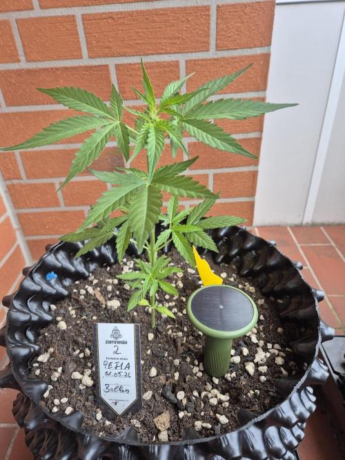 Pineapple Express F1 Auto. Week 6 - Anna 2 gibt Vollgas