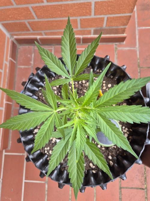Pineapple Express F1 Auto. Week 6 - Anna 2 wunder schöner grüner Fächer